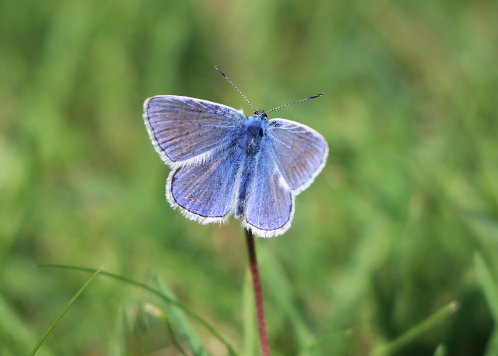 Butterfly - Norman B