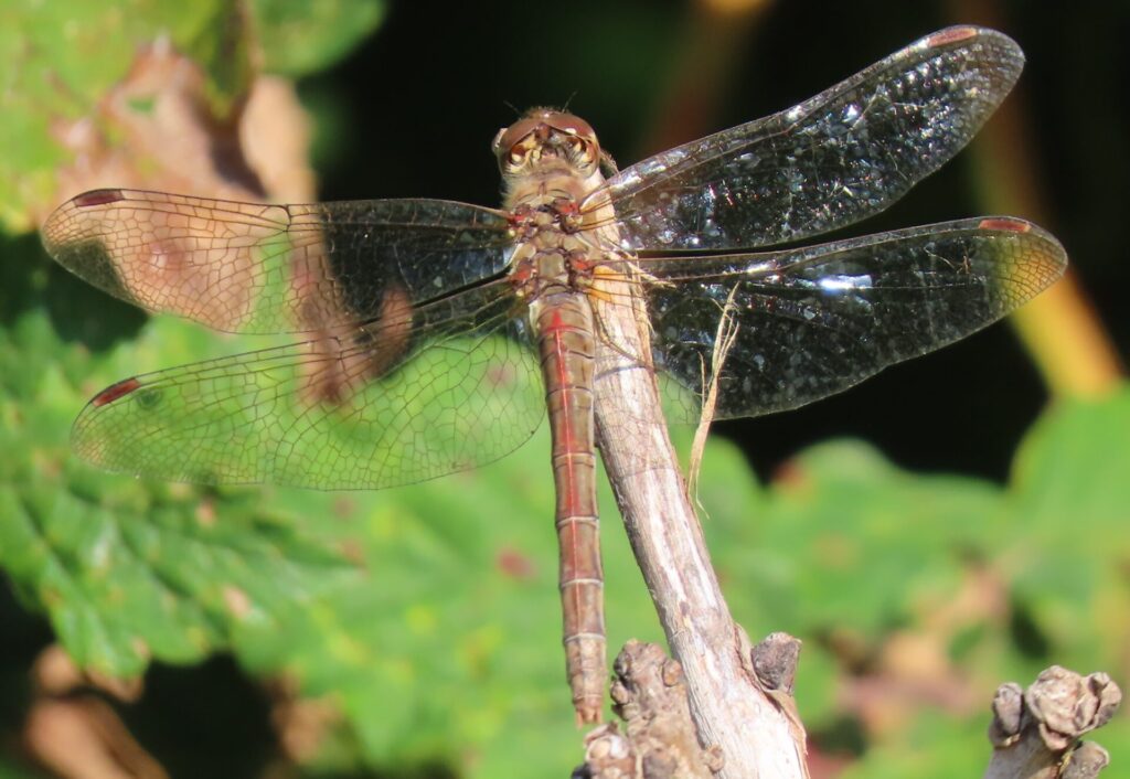 Dragonfly