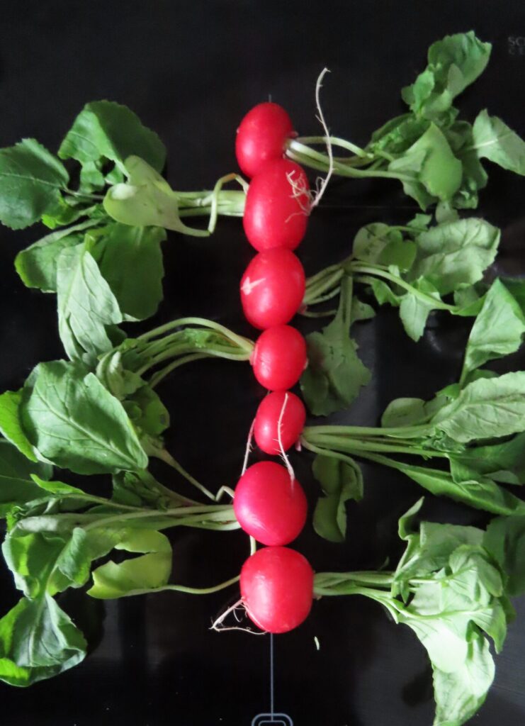 Radishes