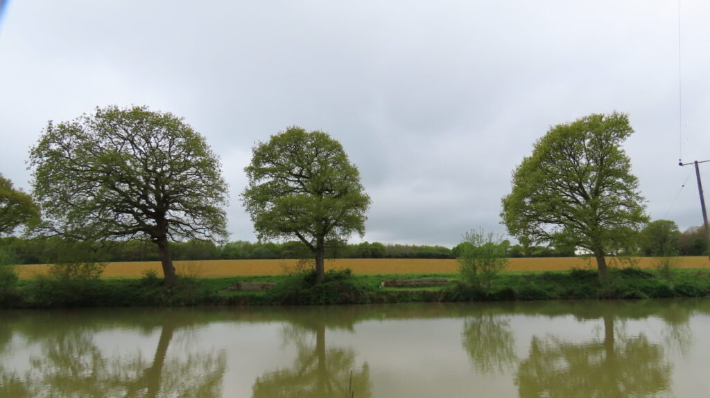 Tree Reflections