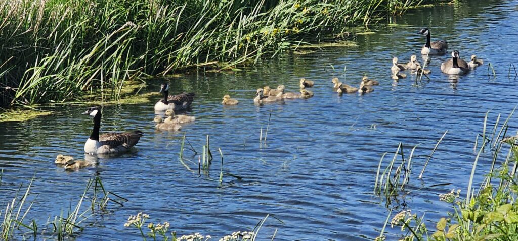 Geese