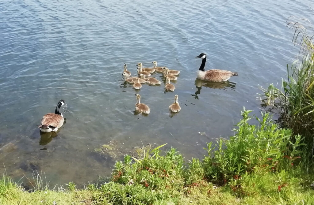 Geese