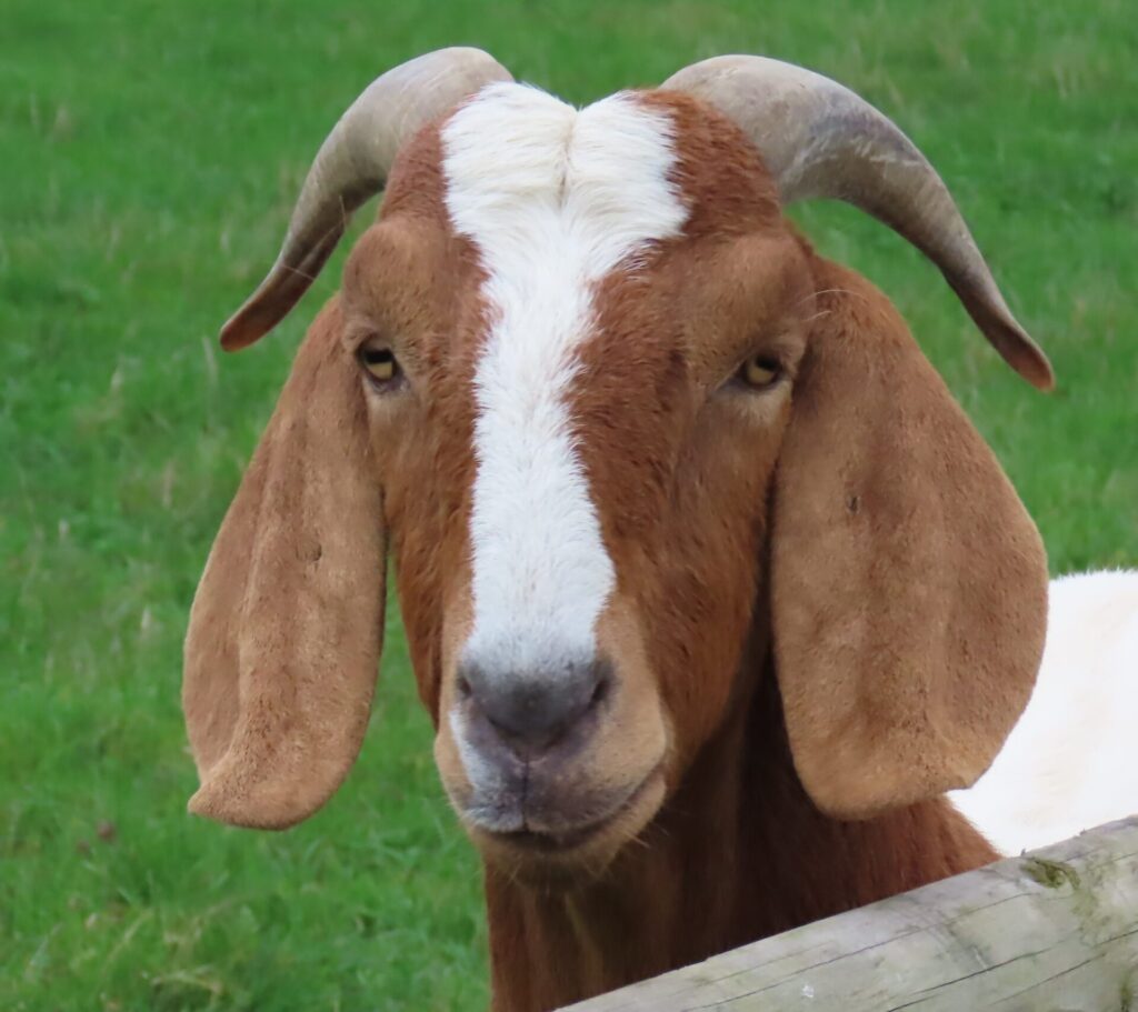Goat