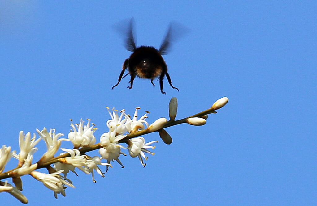 Honey Bee