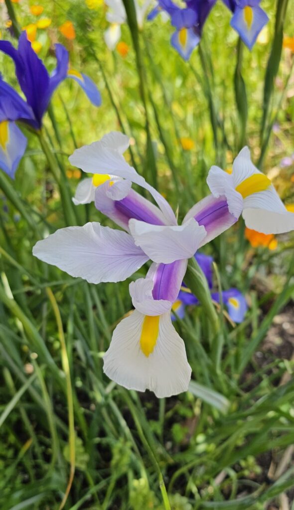 Iris