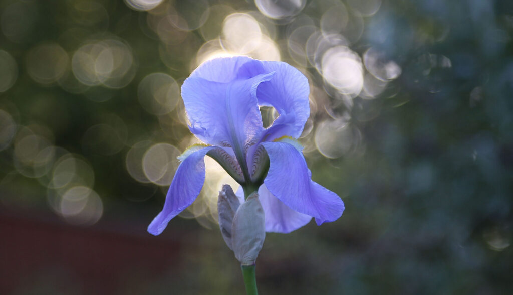 Iris