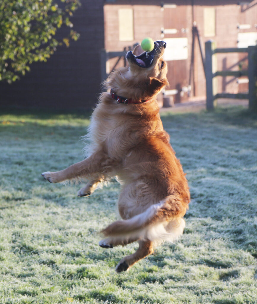 Jumping Dog