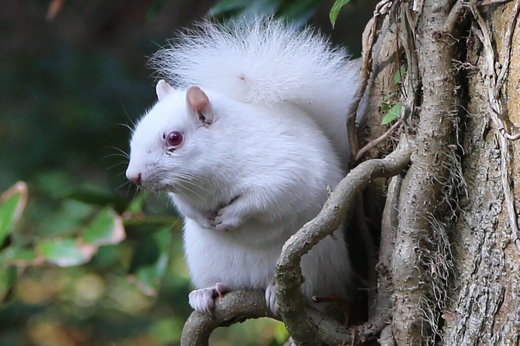 Mutant Squirrel